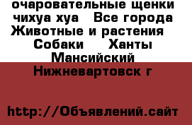 очаровательные щенки чихуа-хуа - Все города Животные и растения » Собаки   . Ханты-Мансийский,Нижневартовск г.